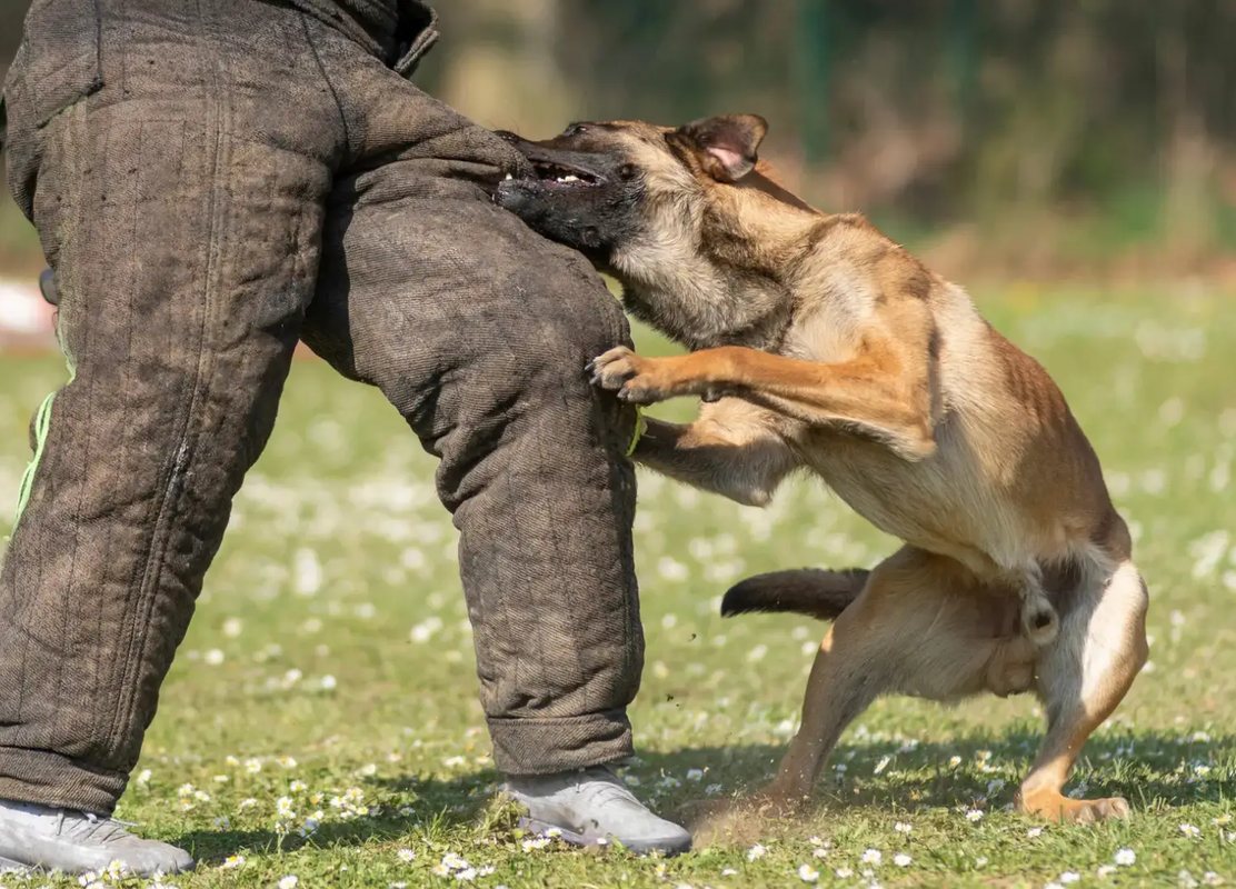 Malinois-Schutzhund im kontrollierten Schutzdienst am gepolsterten Schutzarm