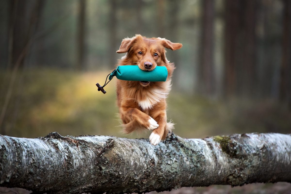 Hund apportiert im Wald ein Dummy und springt konzentriert über einen Baumstamm