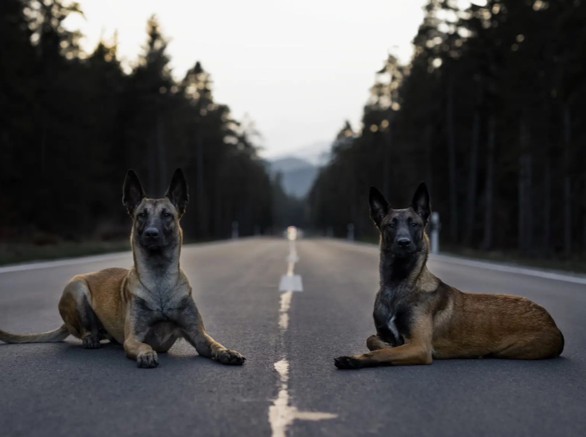 Zwei ruhig abliegende Malinois auf einer Schweizer Bergstrasse, Training das im Alltag hält