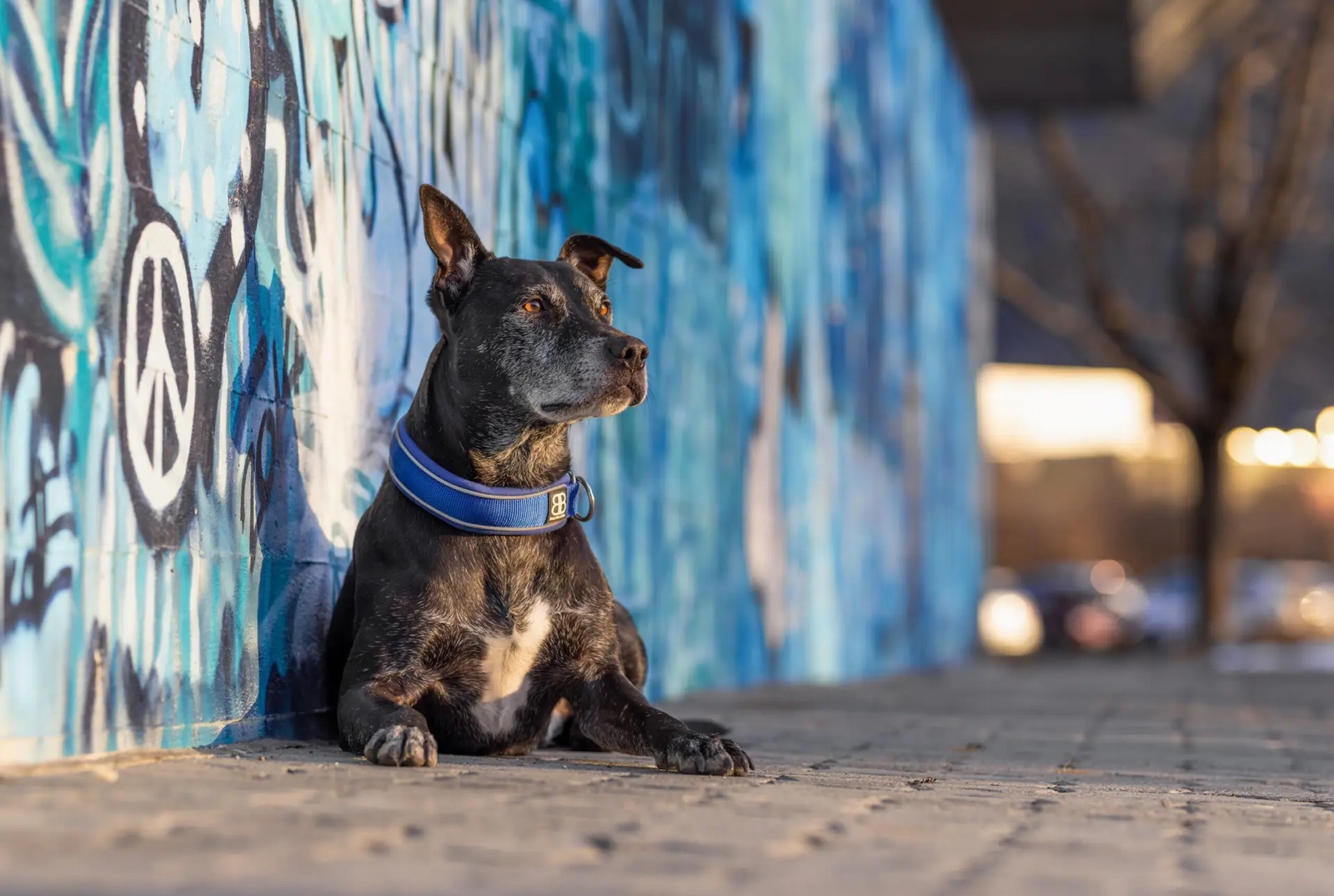 Ruhig abliegender Hund an einer Graffitiwand mitten in der Stadt, Ziel des Verhaltenstrainings